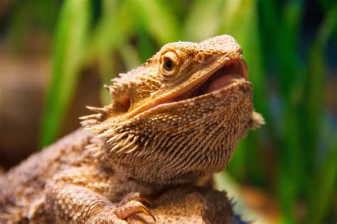 Why Do Bearded Dragons Open Their Mouths