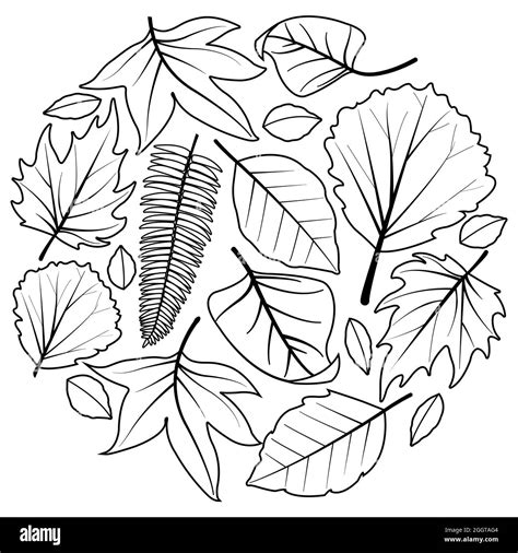 Autumn leaves. Black and white coloring page Stock Photo - Alamy