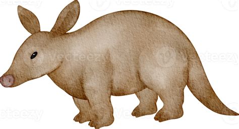 Watercolor Aardvark Clip Art 36908790 Png