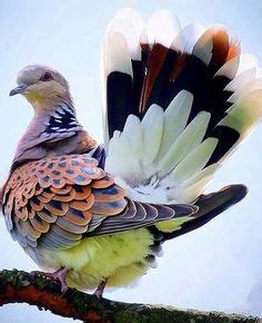 34 mejores imágenes de guilotas | Aves exóticas, Aves y Aves hermosas