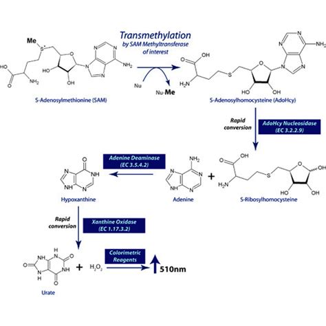 Sam Methyltransferase Assays For Bioscience Research Labs