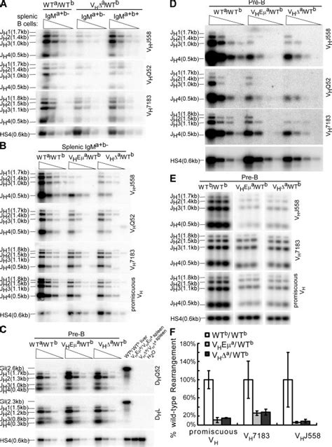 V DJ rearrangements on the WT Ighb allele of VHEμa WTb and VHΔa WTb