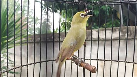 Kecial Kuning Gacor Speed Rapat Masteran Pancingan Pleci Lombok