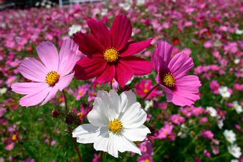 Cosmos M S De Plantas Y Flores Del Mundo