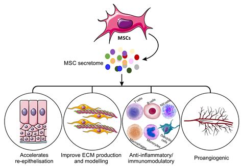 IJMS Free Full Text Mesenchymal Stem Cell Secretome As An Emerging