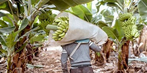 Pérdidas De 600 Millones Por No Pago Del Precio Oficial De La Caja De Banano Denuncian