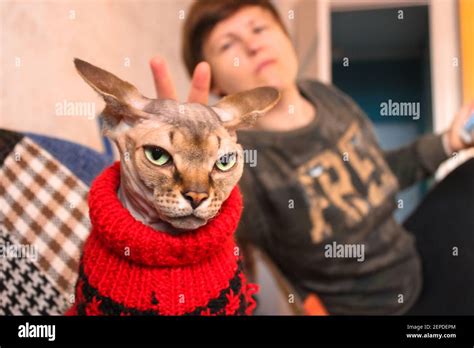 Animaux Hypoallergéniques Banque De Photographies Et D’images à Haute Résolution Alamy