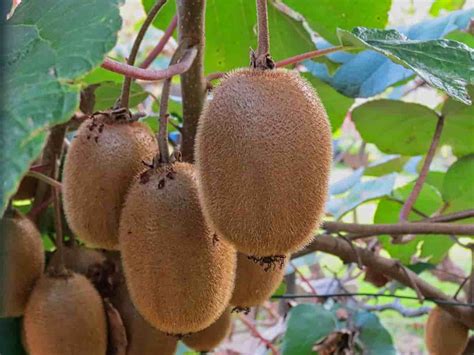 Top Steps To Boost Kiwi Yield How To Increase Production Fruit