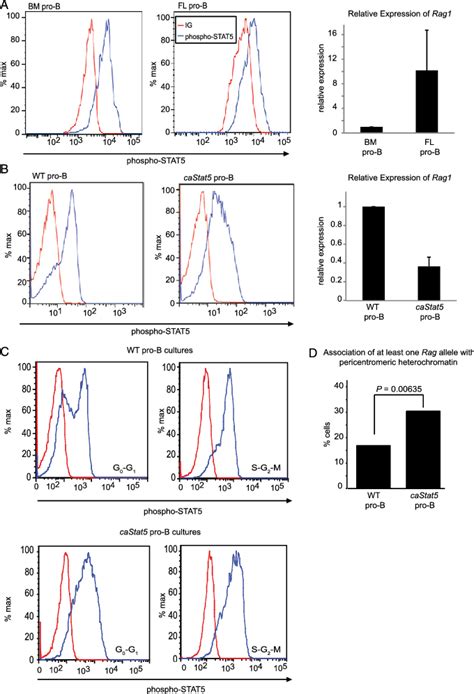 Phospho STAT5 Levels Inversely Correlate With Rag Expression A