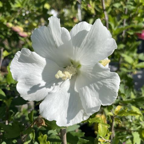 Hibiscus Syriacus Eléonore Althéa