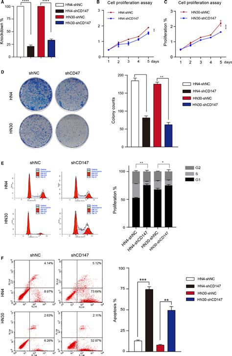 Cd147 Promoted The Proliferation And Reduced The Apoptosis Phenotype Of