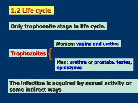 Ppt Giardia Lamblia Trichomonas Vaginalis Powerpoint Presentation Free Download Id9198329