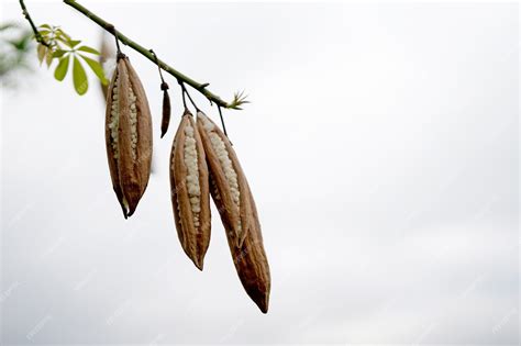 Kapok Tree Seeds