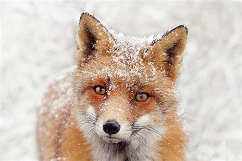 Snow Fox Series Foxy Face Ii Photograph By Roeselien Raimond Pixels