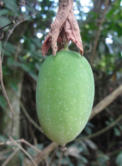 Tropical Biodiversity Santarém Pará Brasil Wild Passion Fruit