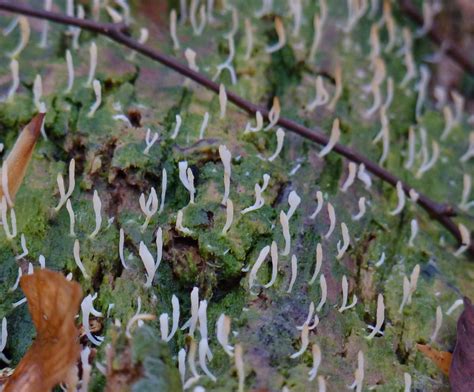 White Green Algae Coral Fungi Of Taman Tugu INaturalist