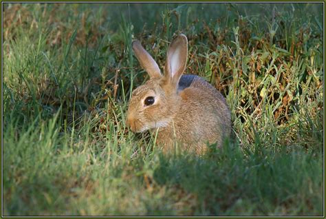 Rabbit Animal And Insect Photos Sonja Loners Photoblog