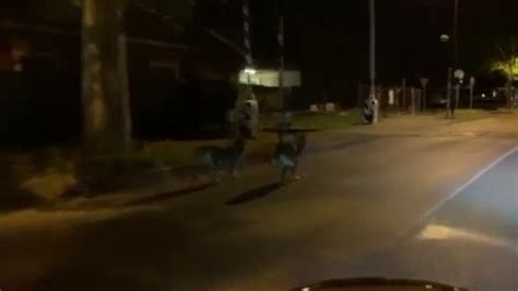 Reggio Emilia Due Lupi Avvistati Nella Notte In Via Adua Tanta Paura