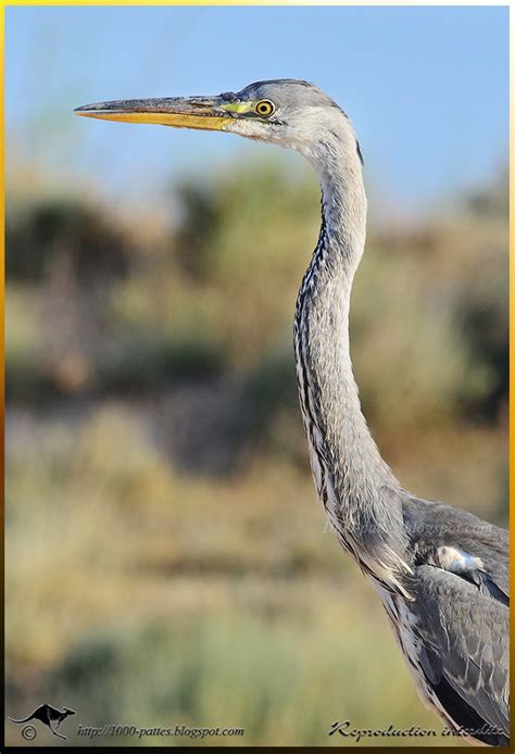 Wildlife Gateway Jeune H Ron Cendr Ardea Cinerea