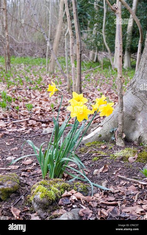 Daffodils In The Countryside Hi Res Stock Photography And Images Alamy