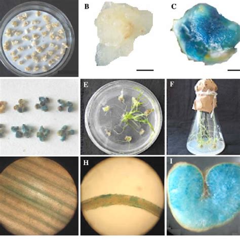 A Desiccation During Co Culture B Calli From Mature Embryos Of