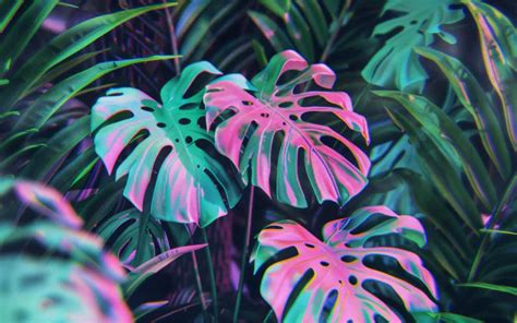 Monstera Wallpapers