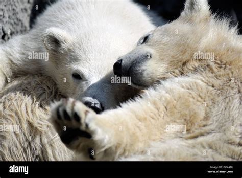 Two little polar bear cubs playing Stock Photo - Alamy