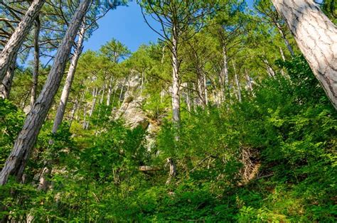 Uma floresta árvores altas em primeiro plano e um céu azul ao fundo