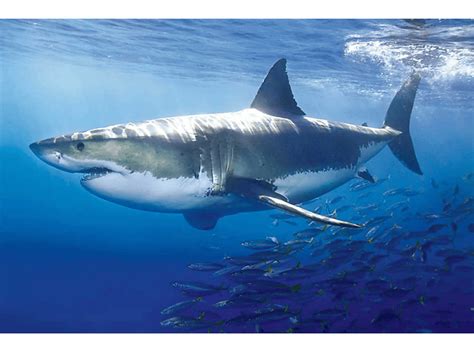 Educational Bildung Poster Sharks Great White Shark Weisser Hai