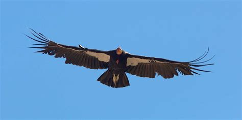 California Condor In Zion National Park Zion National Park