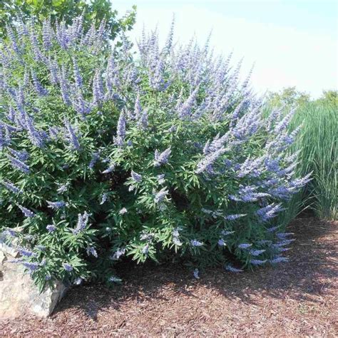 Buy Lilac Chaste Tree Vitex Agnus Castus 20 Seeds Online Seeds