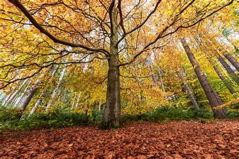 A Beautiful Walk Through The Limestone Gorges Of Wolfscote Dale And