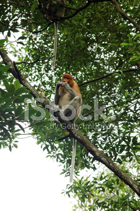 Proboscis Monkey Stock Photo | Royalty-Free | FreeImages