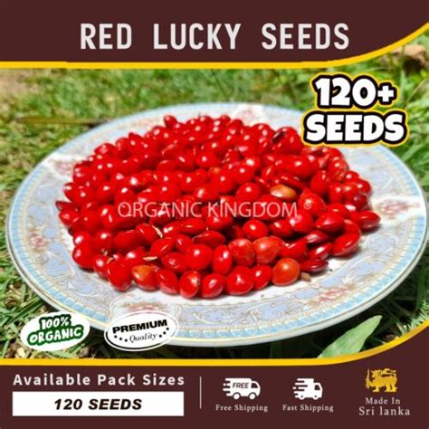 120 Lucky Seeds Red Sandalwood Acacia Coral Bead Wood Saga Adenanthera