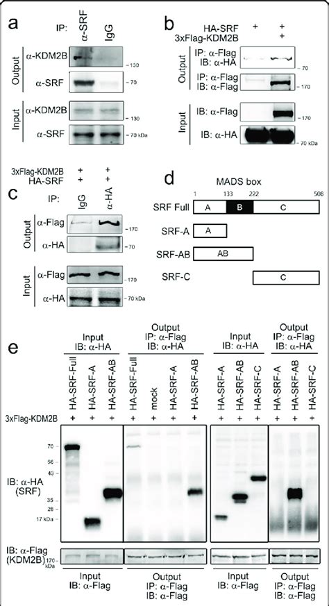 Kdm2b Directly Interacts With Srf Through Its Binding To The Mads Box Download Scientific