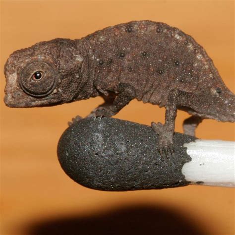 The Naked Woman Thread The Pub Shroomery Message Board