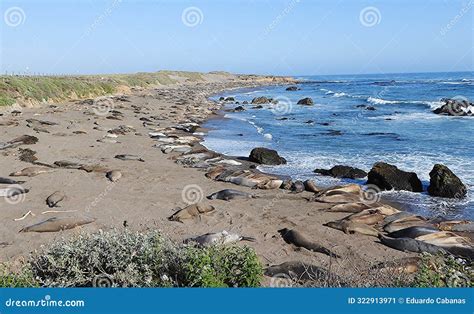 Sea Lions Monterey Peninsula California United States Stock Image