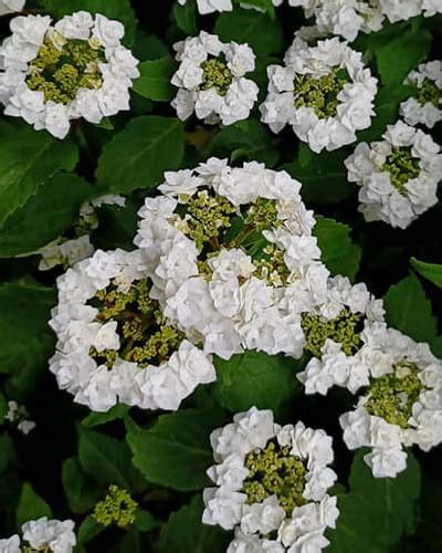 20 Dwarf Hydrangea Varieties For Small Spaces – World of Garden Plants