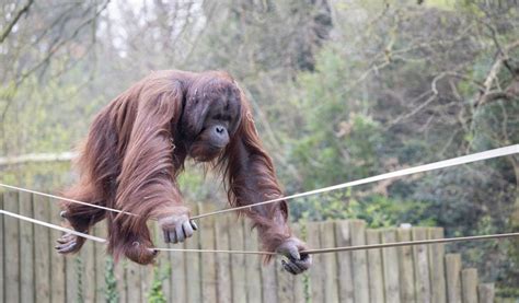 Paignton Zoo Environmental Park Visit South Devon