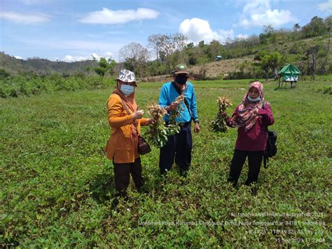 Pemeriksaan Lapangan Pada Areal Pemurnian Kacang Tanah MT 2021 Milik UD