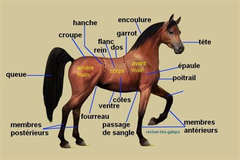 Galop 1 De Cavalier Anatomie Du Cheval Hippologie Anatomie Du