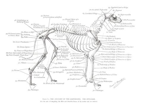 Is A Dogs Tail Cartilage Or Bone