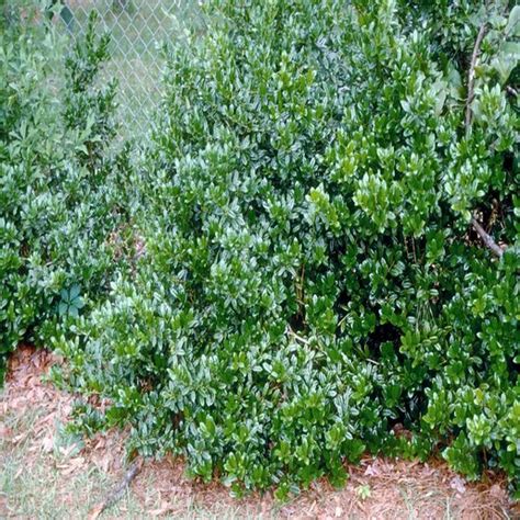 Ilex Cornuta Burfordii Nana Burford Dwarf Chinese Holly Siteone