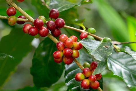 Garantizar El Futuro Del Caf Ante El Cambio Clim Tico Gastronom A C A