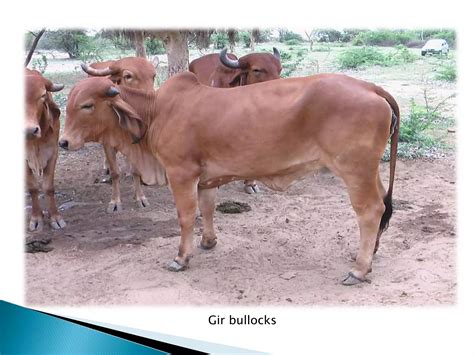 Milch Cattle Breeds In India Ppt