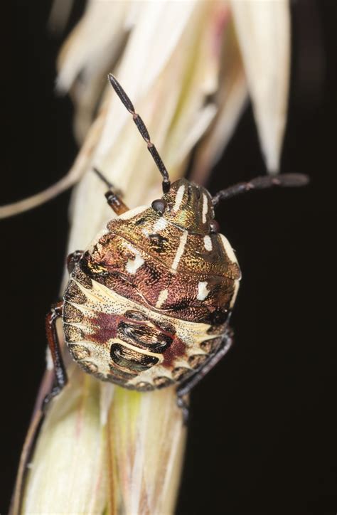 7 Facts About Brown Marmorated Stink Bugs