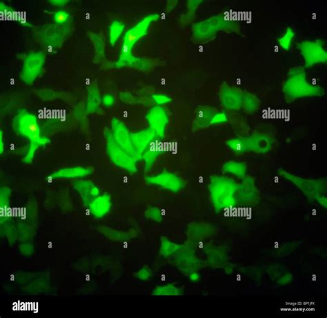 Adherent Cells Expressing The Green Fluorescent Protein GFP Stock Photo