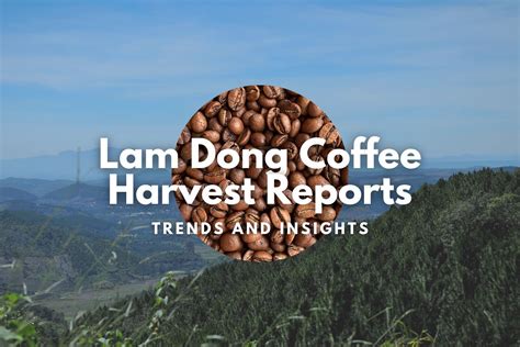 Lam Dong Coffee Harvest Reports: Trends and Insights - Helena Coffee ...