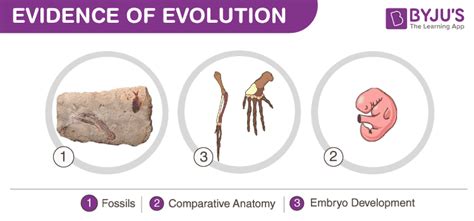 Evolution Diagram Quizlet