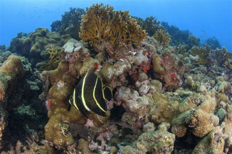 Parque Nacional Marinho Dos Abrolhos No Sul Da Bahia Completa Anos